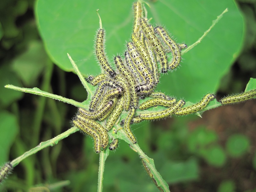 Caterpillars of the large white butterfly decimating a nasturtium